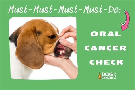 Myths and Facts: Debunking Common Misconceptions About Magic Mouthwash for Dogs
